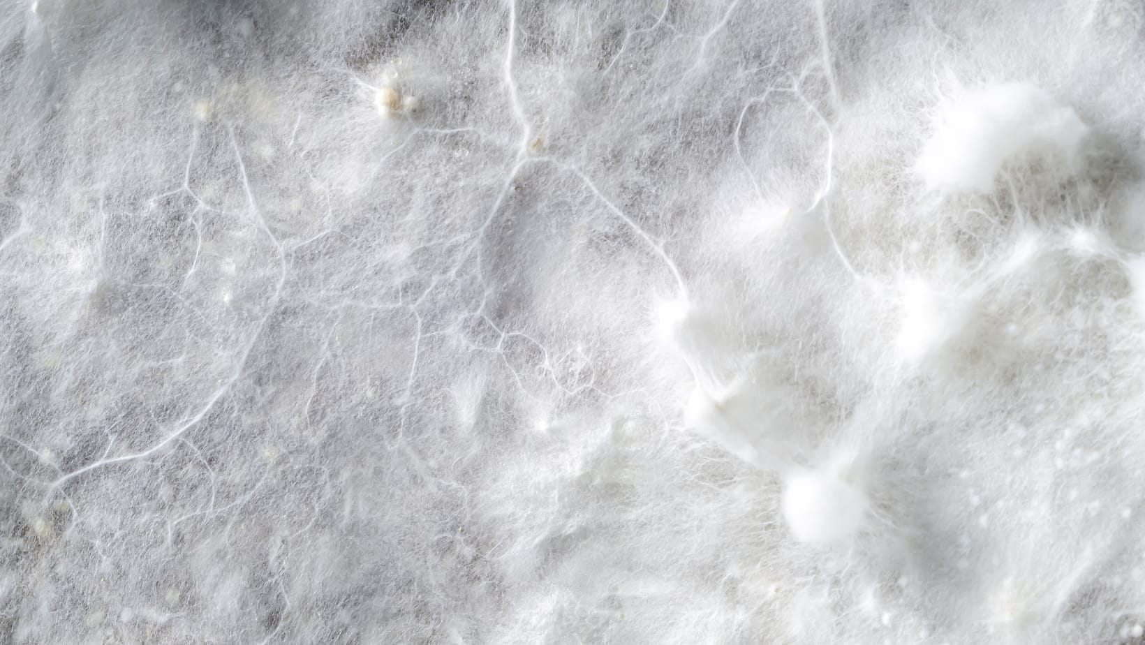 Transition, mycelium, and interbeing