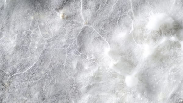 Transition, mycelium, and interbeing