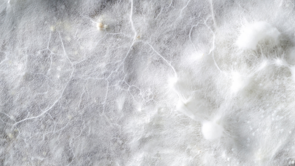 Transition, mycelium, and interbeing
